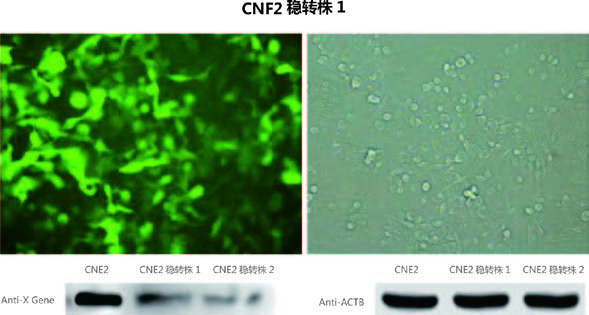 维真生物慢病毒感染细胞效果图2