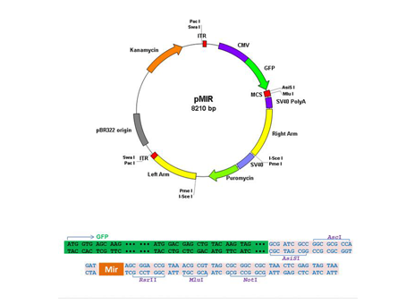 Human let-7a-3 in pMIR Plasmid Vector, 500uL glycerol stock