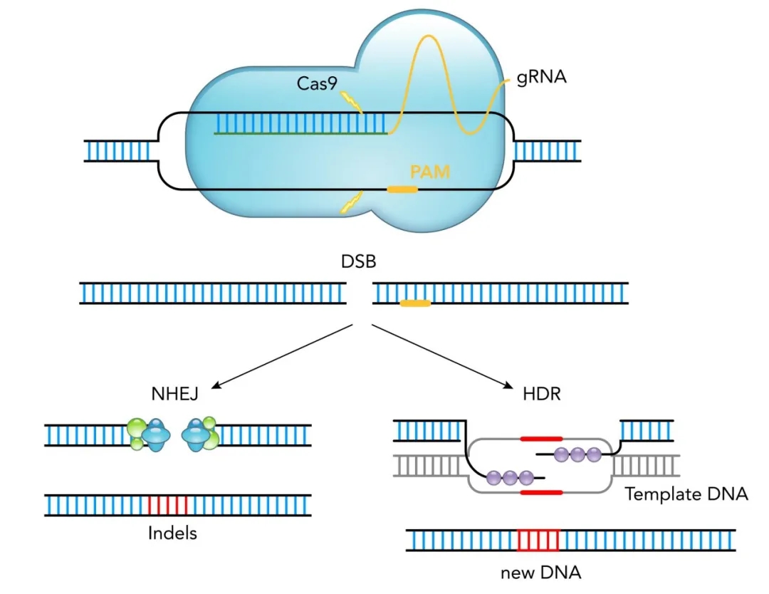 【维真生物】CRISPR/Cas9基因编辑系统