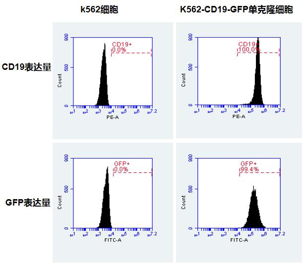 【维真生物】K562细胞与K562-CD19-GFP单克隆细胞中CD19与GFP表达量的鉴定