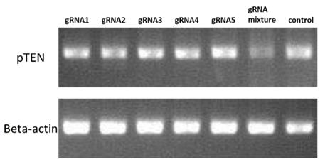 图1：gRNAs mix组较其他组的靶基因mRNA降低更低