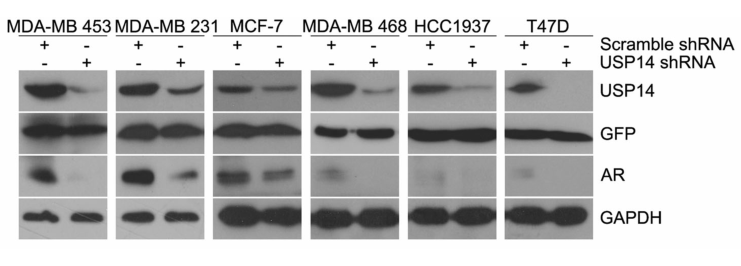 4in1 shRNA慢病毒案例
