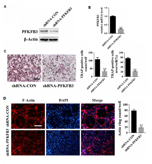 4in1 shRNA腺病毒案例