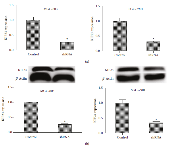 4in1 shRNA克隆案例