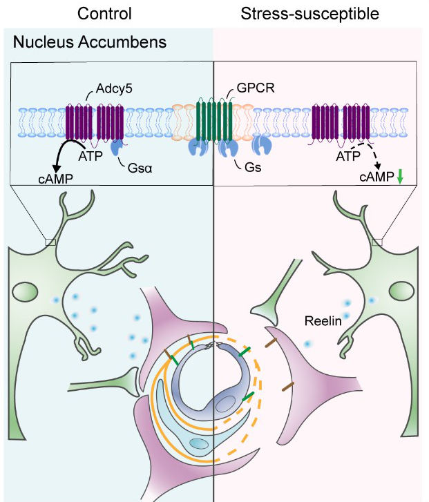 诱导性shRNA AAV案例-1