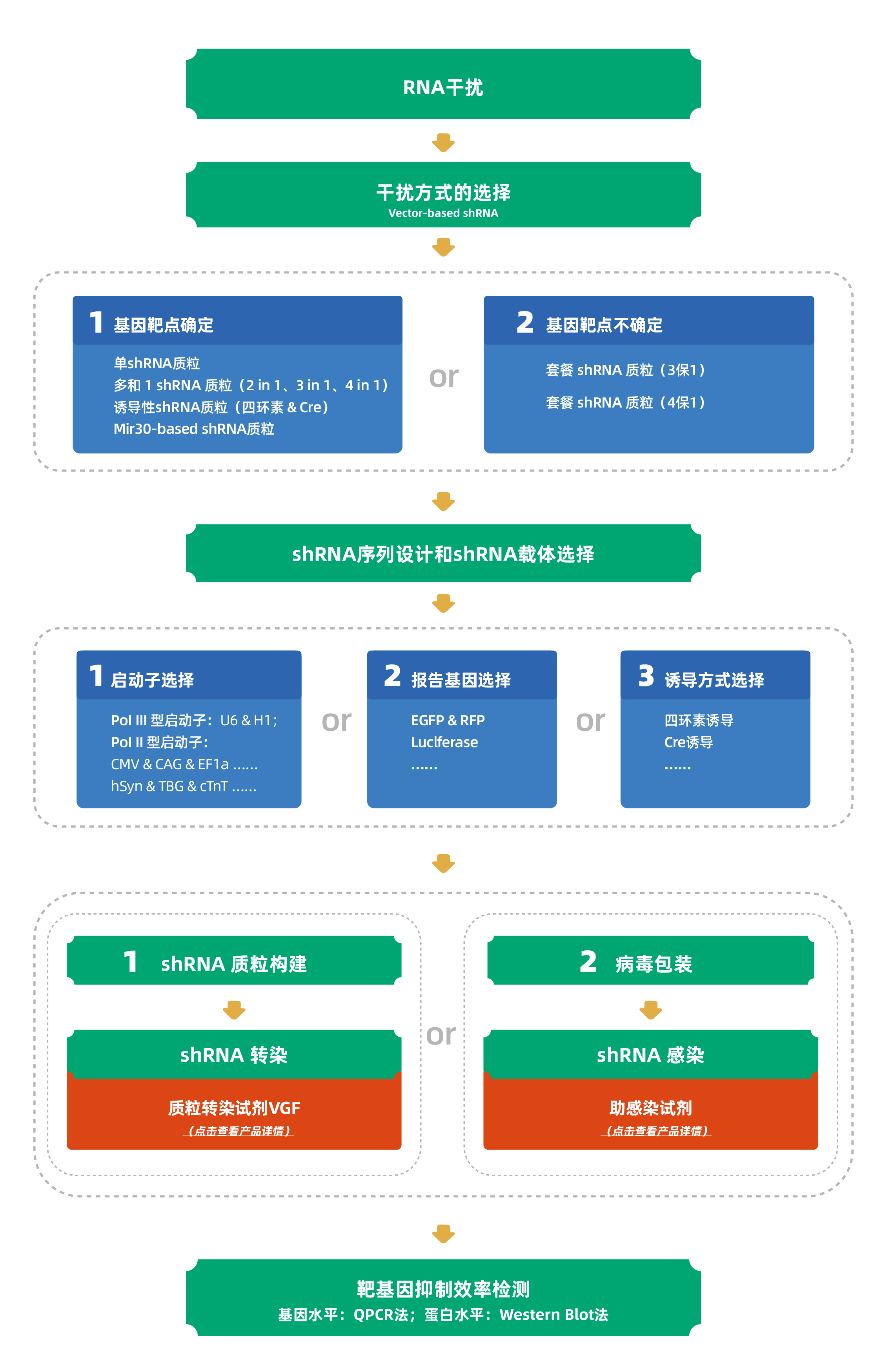shRNA克隆服务流程图