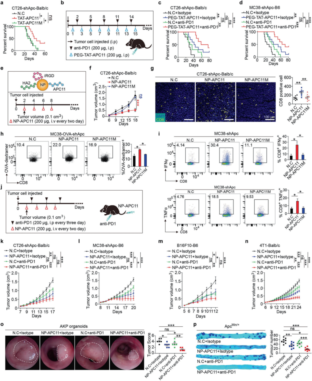 维真生物腺病毒感染小鼠肠道类器官-图3 APC11抑制肿瘤生长并增强抗PD1治疗的反应