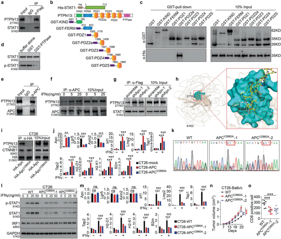 维真生物腺病毒感染小鼠肠道类器官-图2 APC的C端缬氨酸对于CRC中PTPN13的结合和免疫逃避至关重要