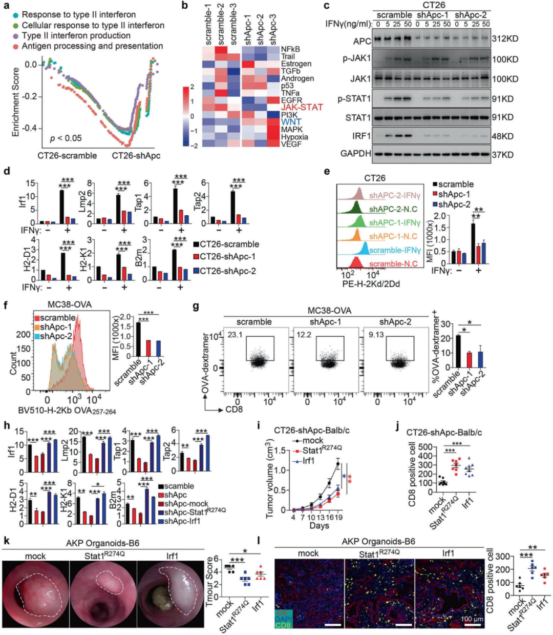 维真生物腺病毒感染小鼠肠道类器官-图1APC缺失使IFNγ-STAT1-IRF1-MHC-I抗原呈递信号失活