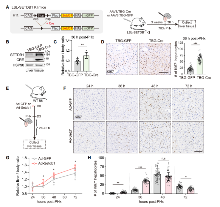 【维真生物AAV、腺病毒感染小鼠肝脏】图1. SETDB1过表达改善了手术切除后的肝脏再生