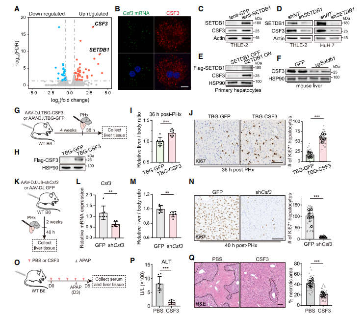 【维真生物AAV、腺病毒感染小鼠肝脏】图2. CSF3作为SETDB1在肝细胞中的下游靶点