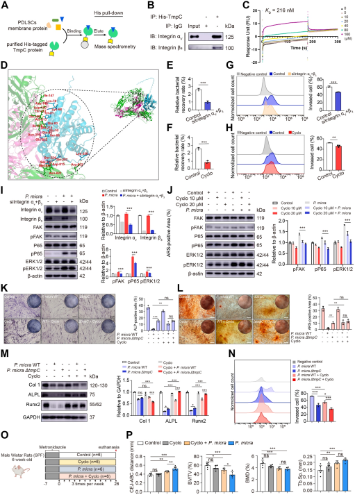 <em>P. micra</em>通过TmpC-整合素αvβ3轴与PDLSCs相互作用