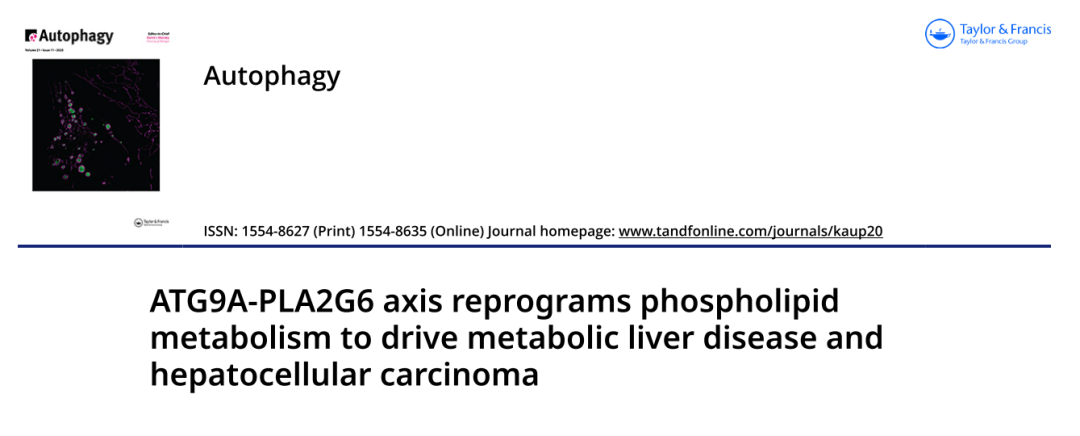 电子科技大学张琳和中国科学院西北高原生物研究所赵晓辉共同通讯在Autophagy（IF 14.3）上发表文章的图片