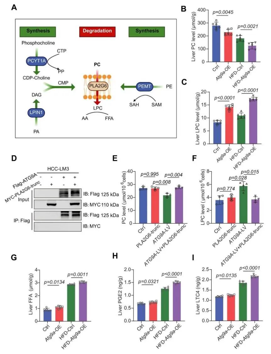 AAV8感染小鼠_图2. 通过ATG9A上调加速PC分解代谢和炎症信号