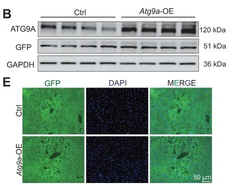WB结果和GFP荧光证实AAV8成功转导