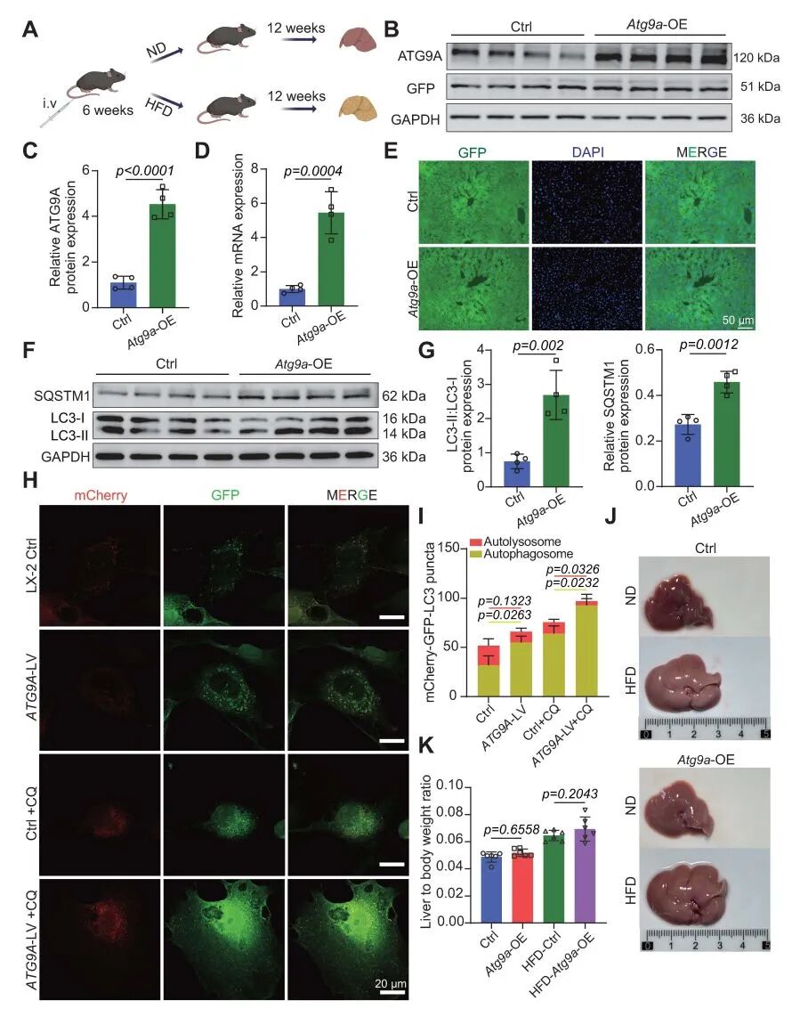 AAV8感染小鼠_图1. ATG9A激活了自噬通量，但损害了自噬体的降解