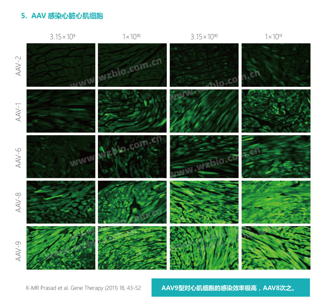 AAV感染心脏心肌细胞