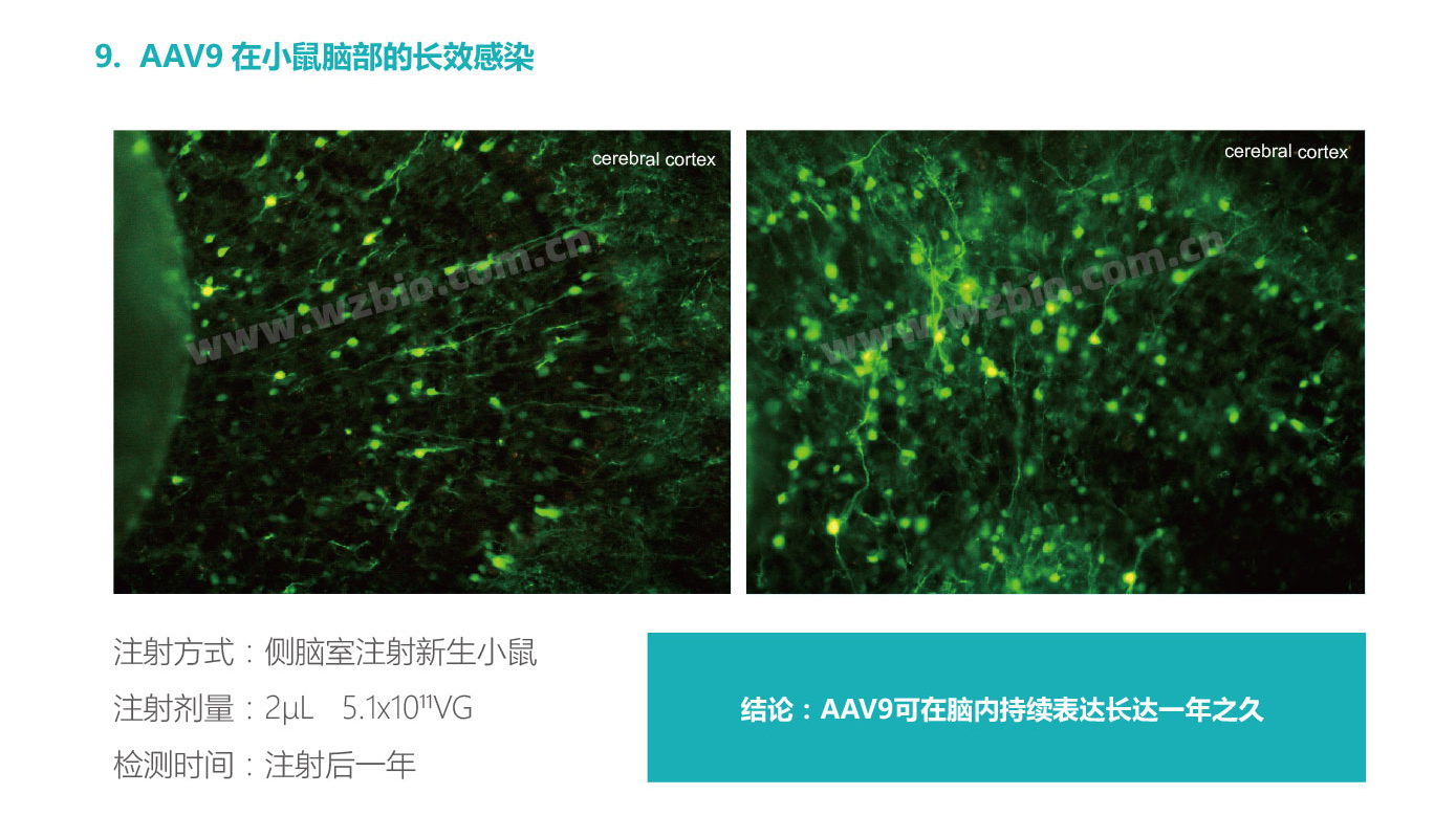 AAV9在小鼠脑部的长效感染
