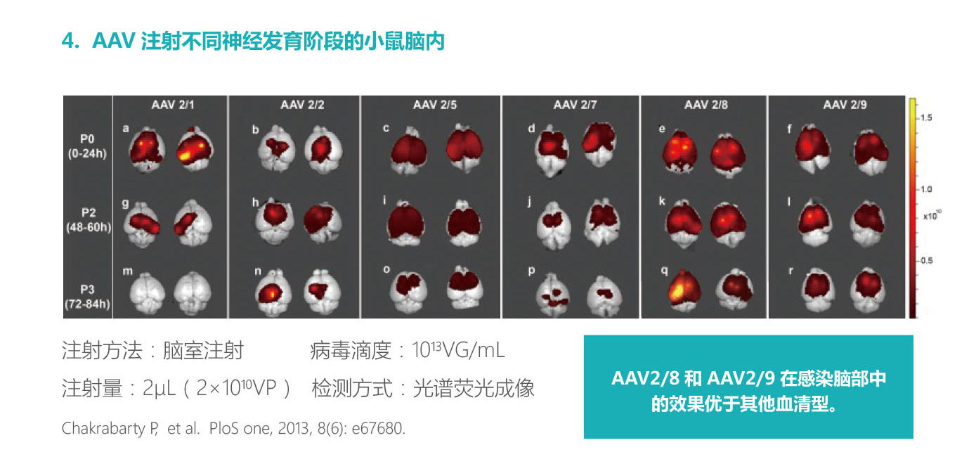 AAV注射不同神经发育阶段的小鼠脑内