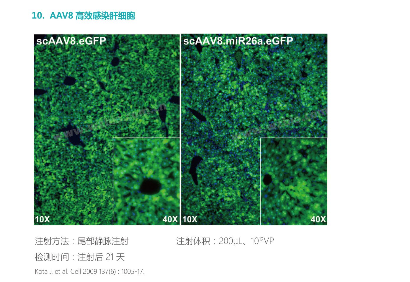 AAV8高效感染肝细胞