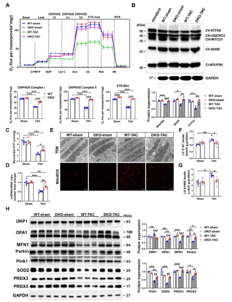 AAV感染小鼠心脏：图2. 4E-BP1/2DKO可减轻TAC诱导的心肌线粒体功能障碍