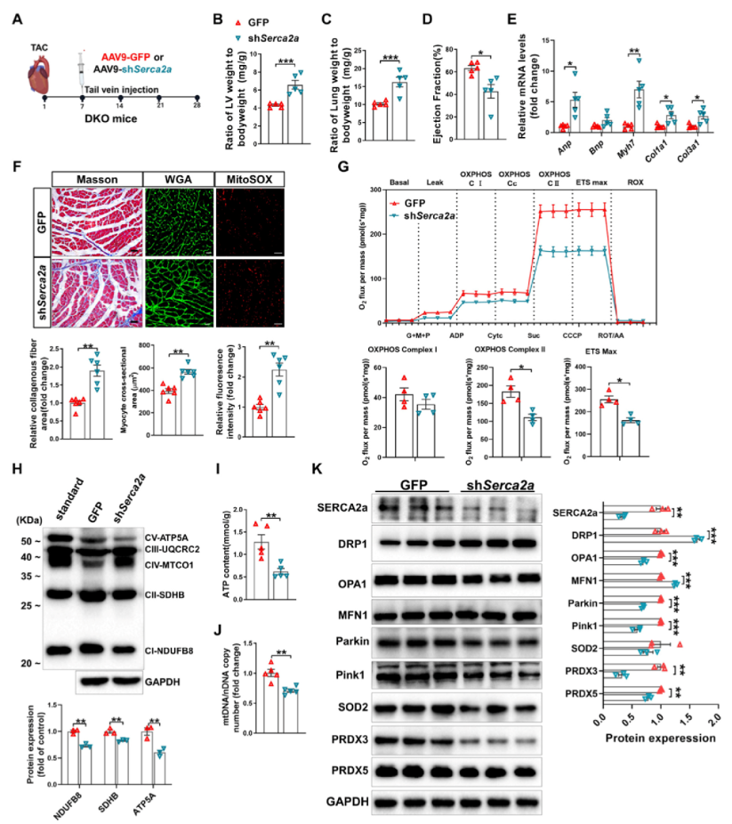 AAV感染小鼠心脏：图3. 4E-BP1/2DKO小鼠中SERCA2a基因敲低加剧了TAC诱导的左心室功能障碍、纤维化和线粒体损伤