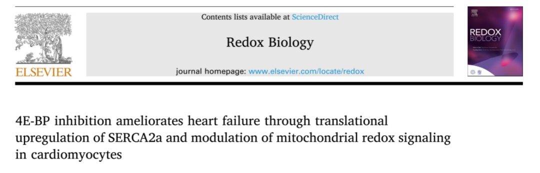 密西西比大学医学中心陈英杰教授团队联合中国科学院大学生命科学学院陆忠兵教授团队在Redox Biology发表的文章图片