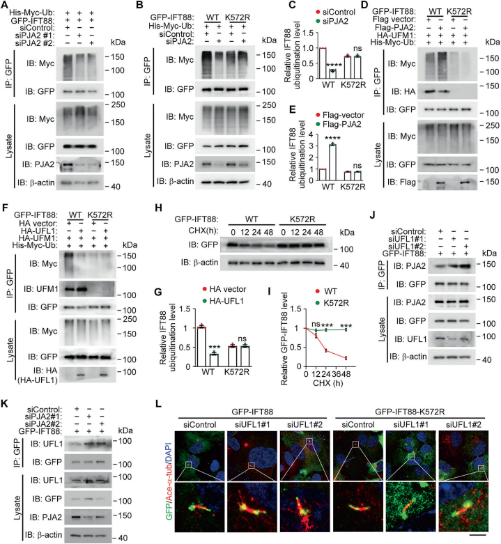 IFT88 UFM化拮抗泛素化维持纤毛稳态