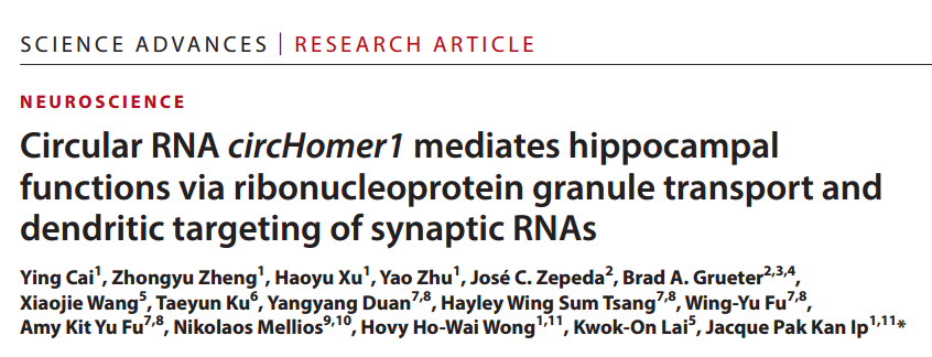 circHomer1调控海马体学习记忆机制研究