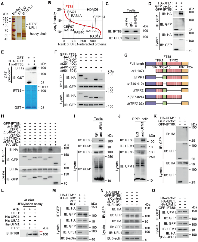 UFL1与IFT88相互作用并介导IFT88 UFM化