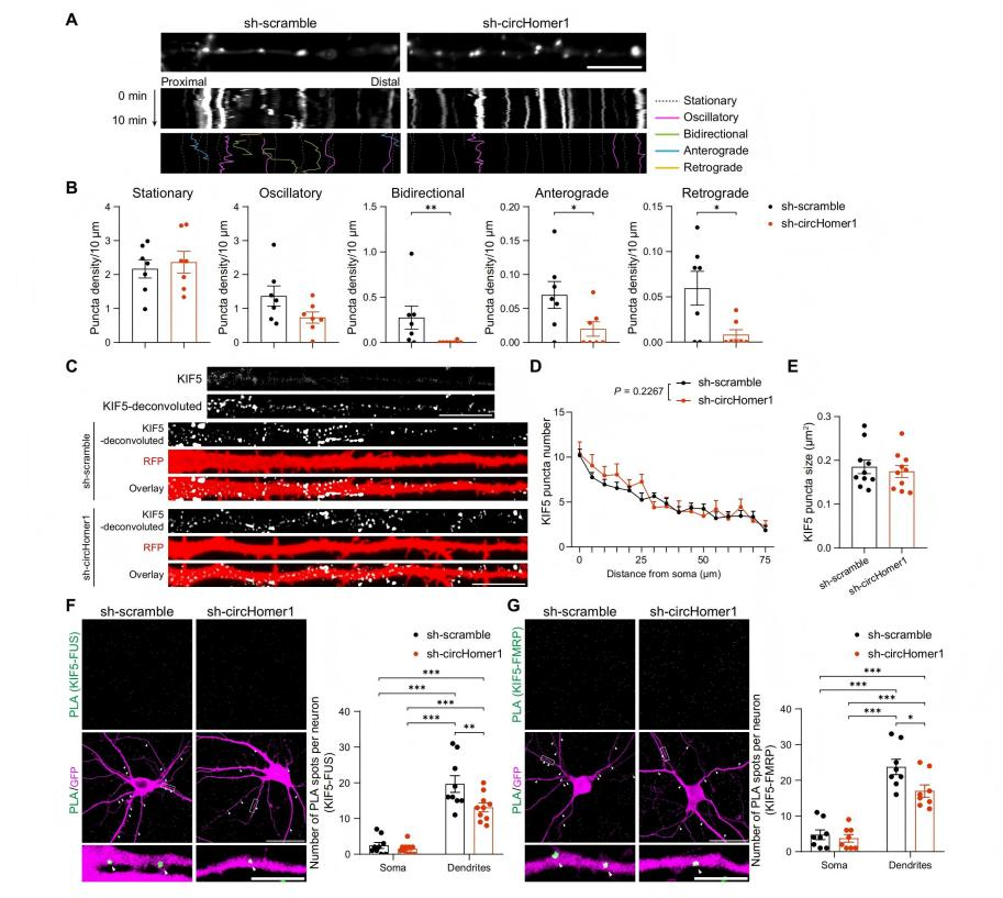 circHomer1连接KIF5与神经元RNP颗粒
