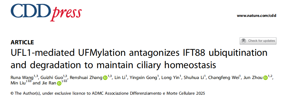 IFT88 UFM化维持纤毛稳态研究论文