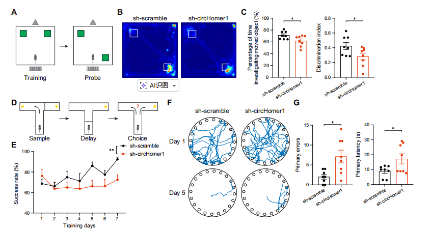海马circHomer1缺失损害空间学习记忆