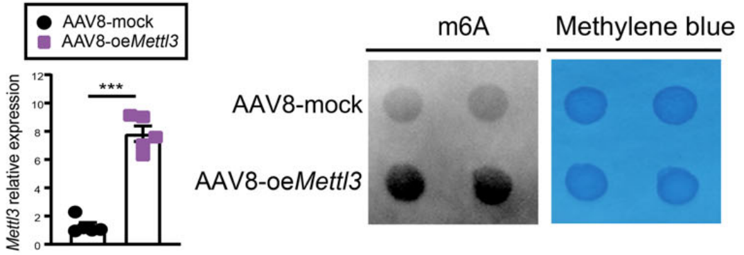AAV8-Mettl3增加了Mettl3表达和m6A水平