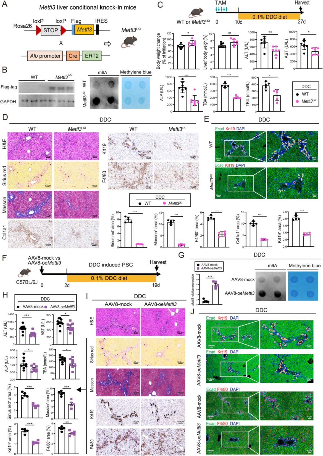 Mettl3过表达可改善PSC进展和肝纤维化