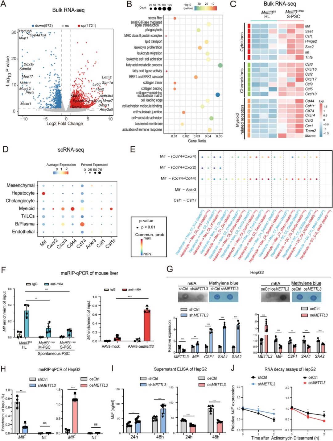 图2 肝脏Mettl3驱动巨噬细胞募集和胆管细胞相互作用