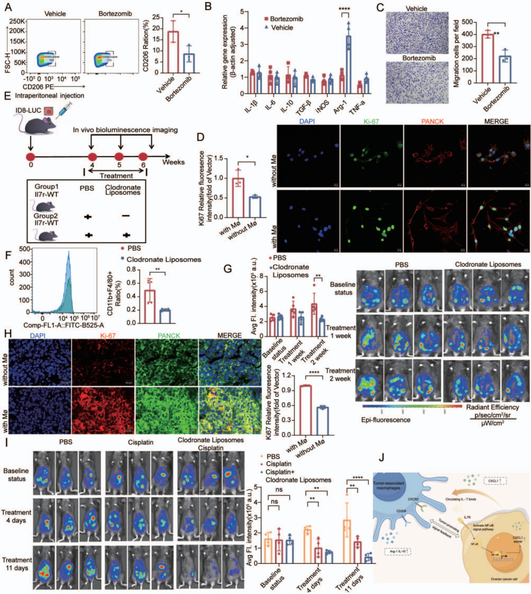 图2 卵巢癌细胞对巨噬细胞极化和迁移的 NF-κB 依赖性调节以及巨噬细胞耗竭的治疗效果