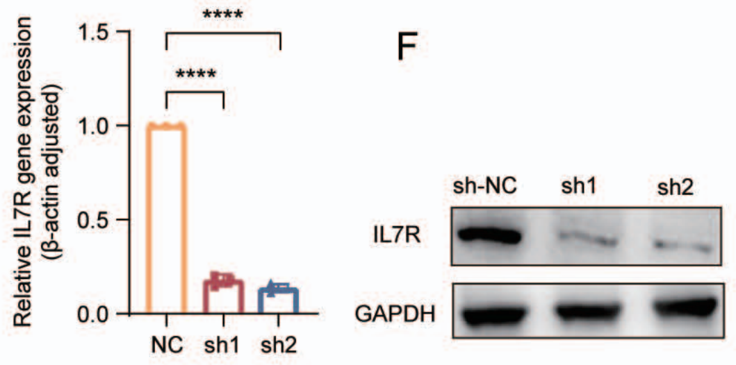 qPCR和WB实验证明Lv-shIL7R成功敲低基因表达