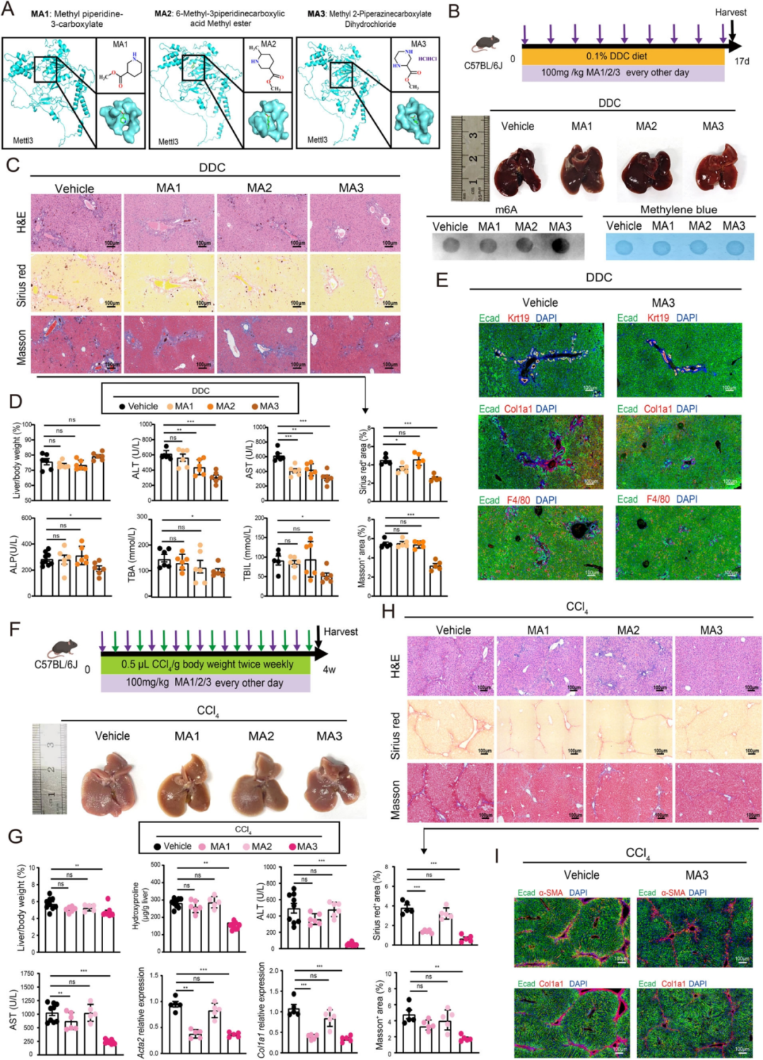 图3 Mettl3的药理激活可改善PSC和肝纤维化