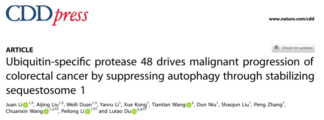 维真生物助力山东大学团队腺病毒感染结直肠癌细胞研究USP48促癌机制文章图