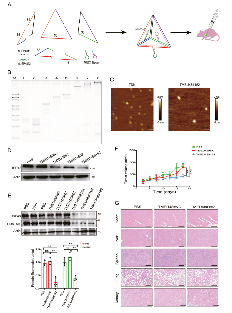 纳米材料负载的USP48 siRNA对结直肠癌的抑制作用