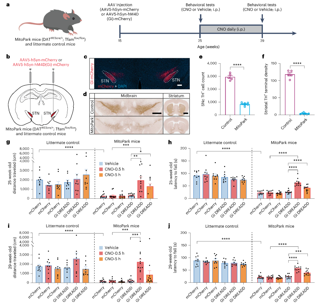 化学遗传抑制STN恢复帕金森小鼠运动功能