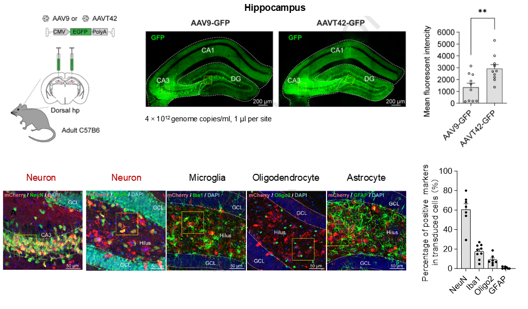 AAVT42对食蟹猴神经组织感染效率