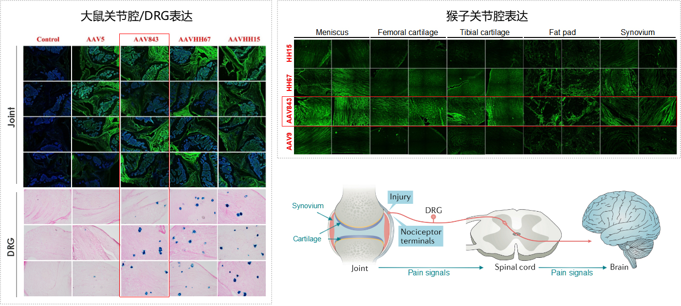 AAV843对大鼠、猴子骨关节组织的感染效率