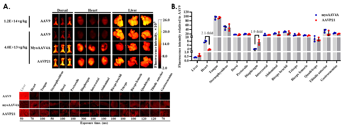AAVP21对小鼠各肌肉组织感染效率