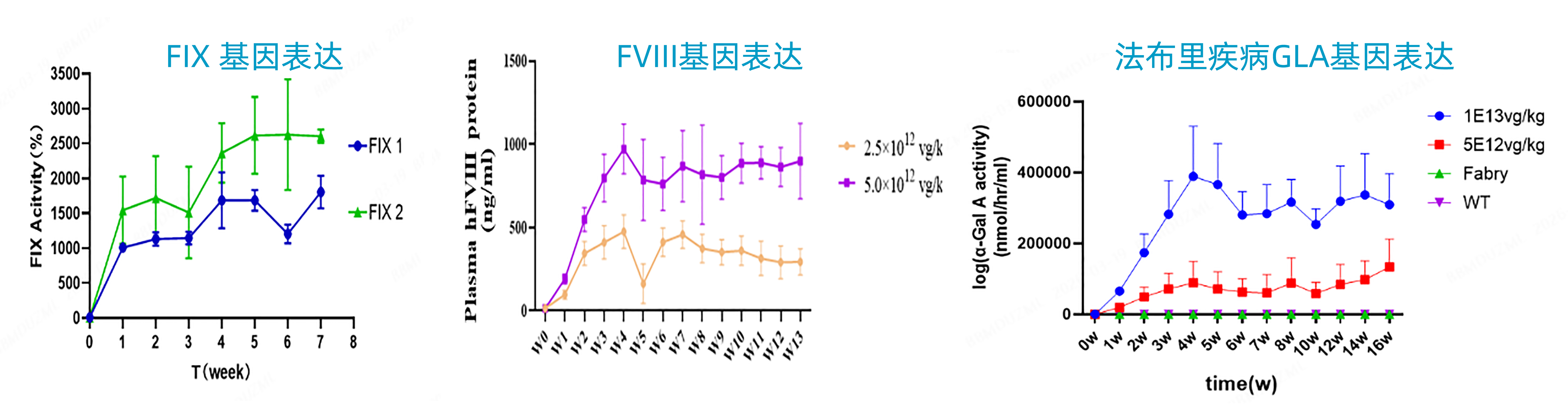 AAV843介导目的基因在小鼠体内持久高效表达