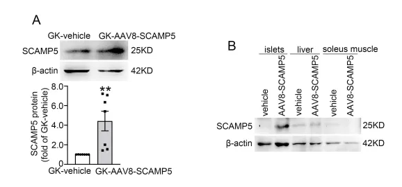 AAV8靶向胰腺_AAV8-Insulin1-SCAMP5增强胰岛中SCAMP5蛋白表达