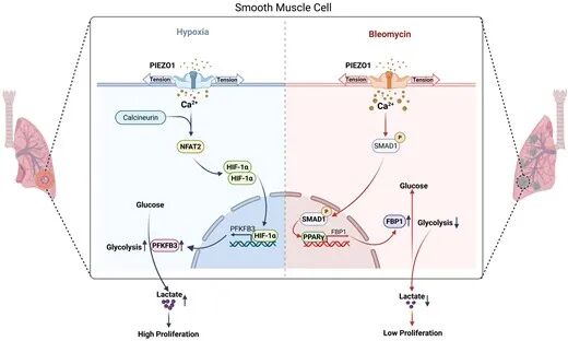 PIEZO1通过HIF1α-PFKFB3或PPARγ-FBP1途径对SMC糖酵解的差异调节