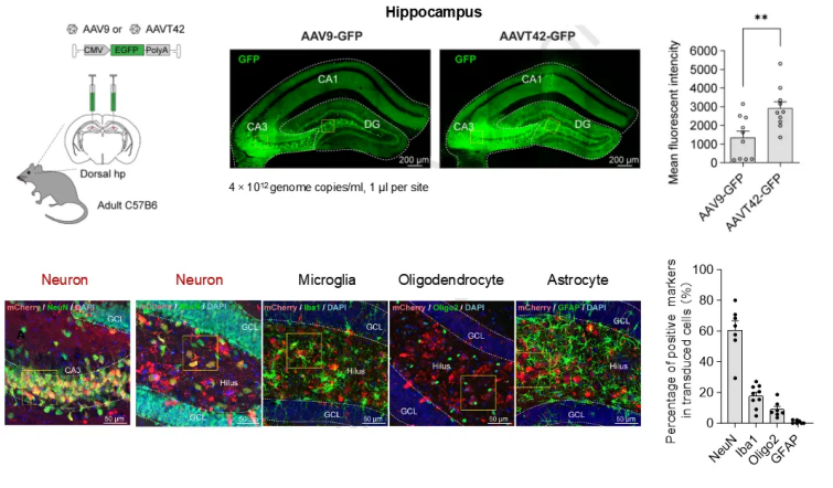 AAVT42对小鼠神经组织的感染效率