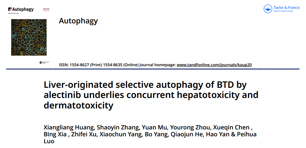 【AAV靶向肝脏_自噬双标腺病毒感染肝细胞】_Autophagy（IF18.6）浙大罗沛华团队发文图
